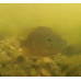 Sunfish: Pumpkinseed Sunfish