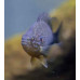 Sunfish: Pumpkinseed Sunfish