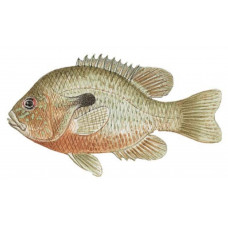Sunfish, Redbreast