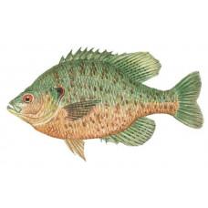 Sunfish, Redear