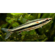 Three-lined pencilfish