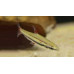 Three-lined pencilfish