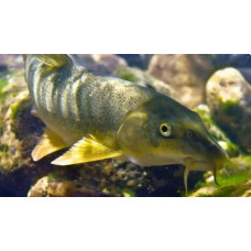 Transcaspian marinka