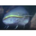 Wels catfish
