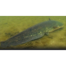 Wels catfish