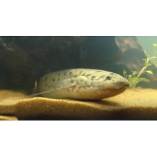 West African lungfish West African lungfish