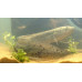 West African lungfish West African lungfish