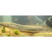 West African lungfish West African lungfish