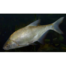 White-eye bream White-eye bream