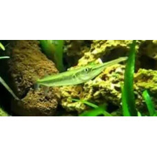 Wrestling halfbeak