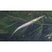 Wrestling halfbeak