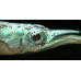 Wrestling halfbeak