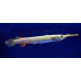 Wrestling halfbeak
