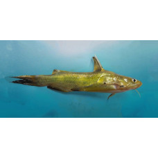 Yellow catfish