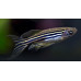 Zebrafish