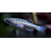 Zebrafish