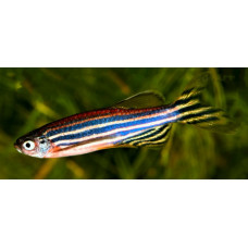Zebrafish