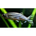 Zebrafish