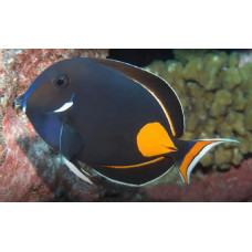 Achilles tang