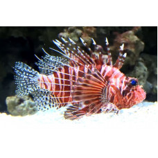 African lionfish