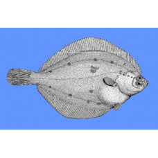 Alaska plaice