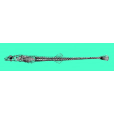 Alligatorfish