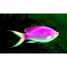 Amethyst anthias