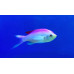 Amethyst anthias