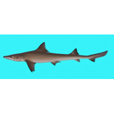 Arabian smooth-hound