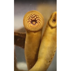 Arctic lamprey