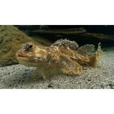 Arctic staghorn sculpin