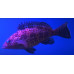 Areolate grouper