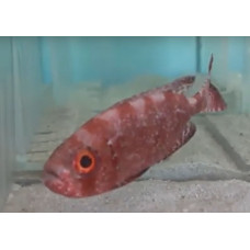 Arrowhead soapfish