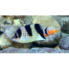 Asian butterflyfish