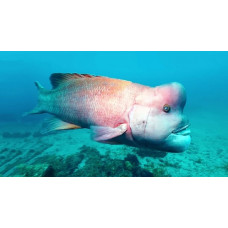 Asian sheepshead wrasse