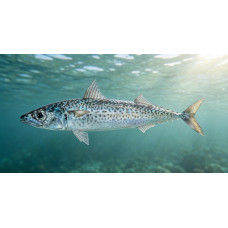 Atlantic chub mackerel
