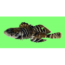 Atlantic hookear sculpin
