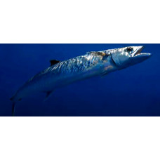 Atlantic horse mackerel