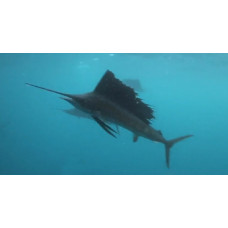 Atlantic sailfish