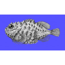 Atlantic spiny lumpsucker