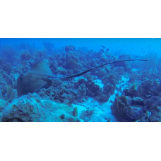 Atlantic stingray