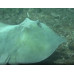 Atlantic stingray