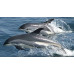 Atlantic white-sided dolphin