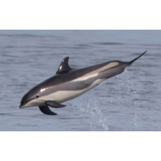 Atlantic white-sided dolphin