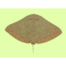 Australian butterfly ray