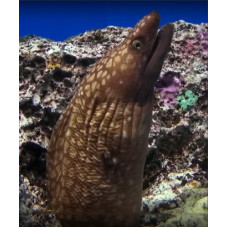 Australian mottled moray