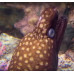 Australian mottled moray