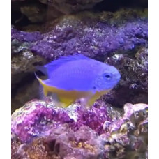 Azure damselfish