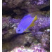 Azure damselfish