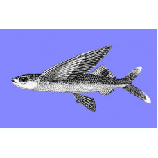 Backspot flyingfish Backspot flyingfish